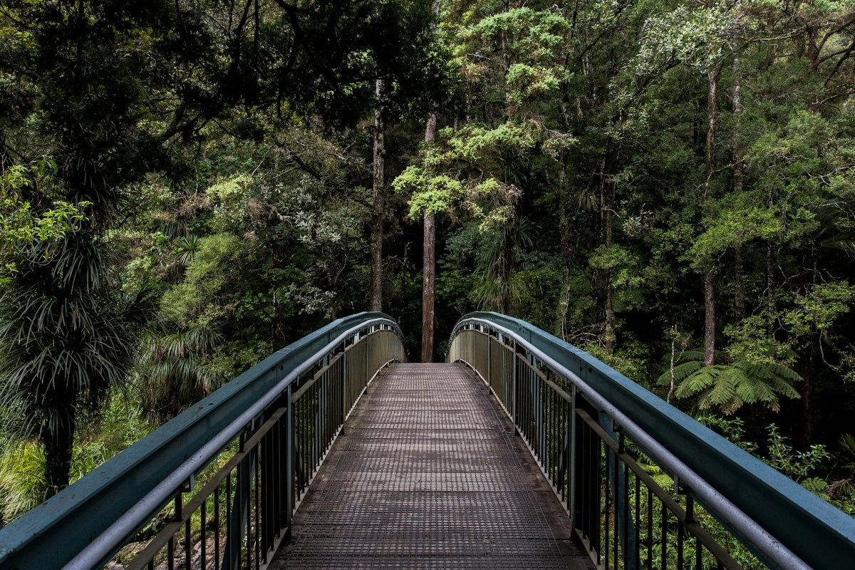 Footbridge into rainforest